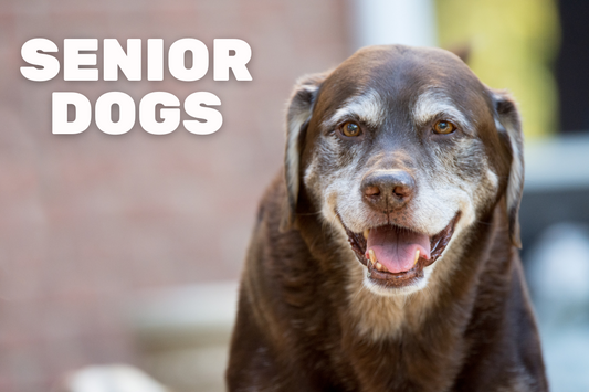 Senior Dog Owners