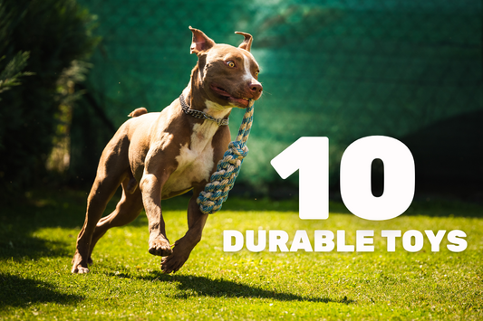 Top 10 Durable Cat Toys for Endless Fun