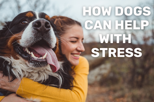Raising Cats and Dogs for Stress and Anxiety Relief: An In-Depth Guide