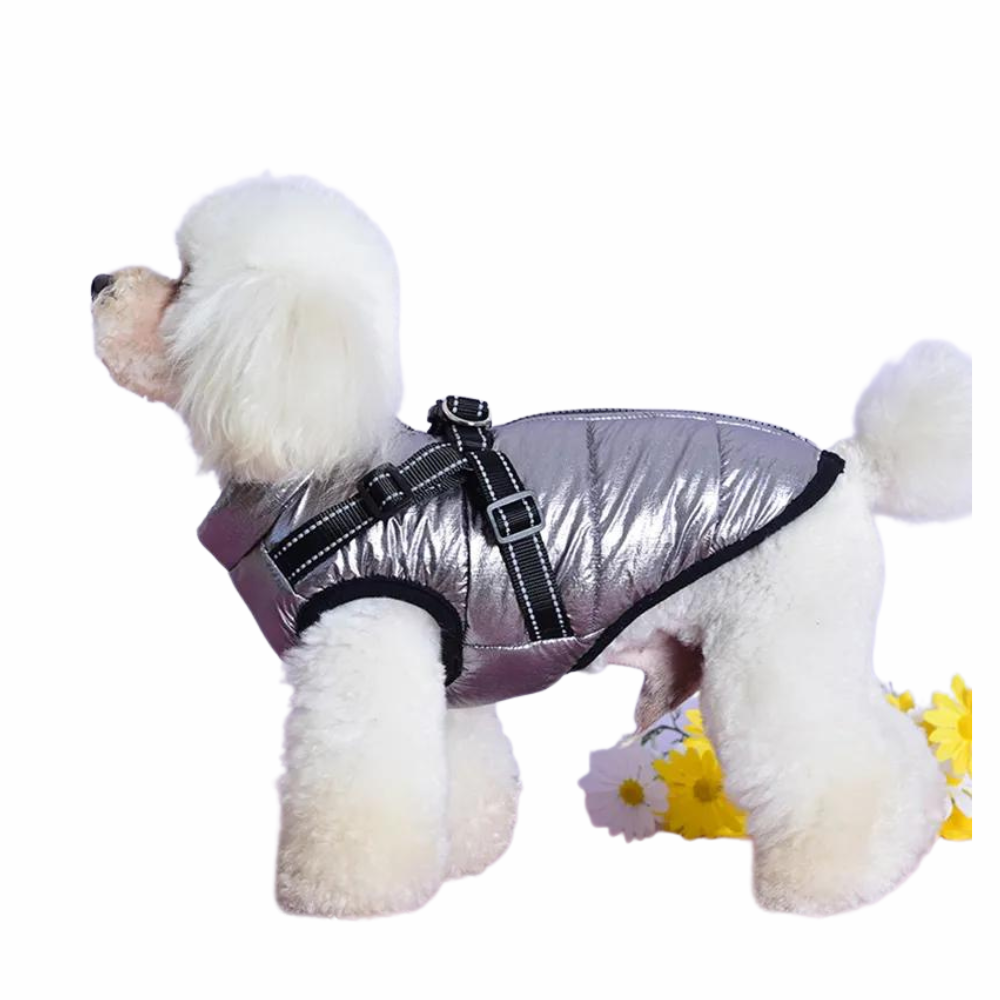 Dog Wearing Reflective Winter Dog Coat: Stylish Puppy Apparel