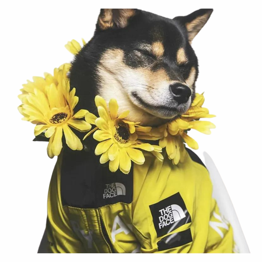 Stylish Dog Raincoat Ultimate Protection